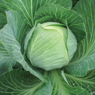Loughton Cabbage Thumbnail
